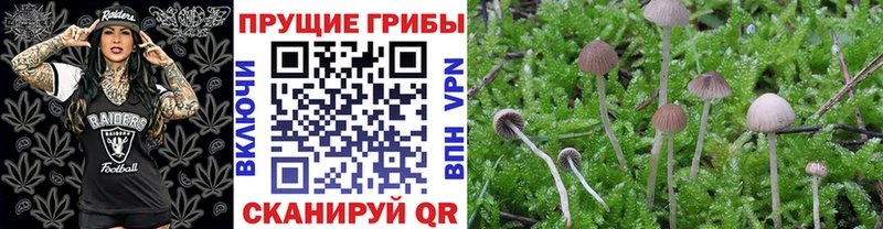 Псилоцибиновые грибы Psilocybine cubensis  ОМГ ОМГ ONION  Новороссийск 